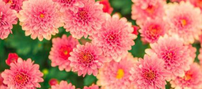 🌿 Balans Compleet – Rust in je leven