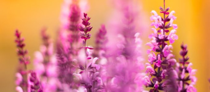 🌿 Balans Verdieping – Rust in je lijf